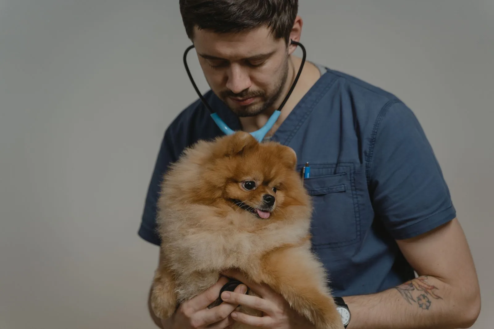 Veterinario che visita un cane con lo stetoscopio.